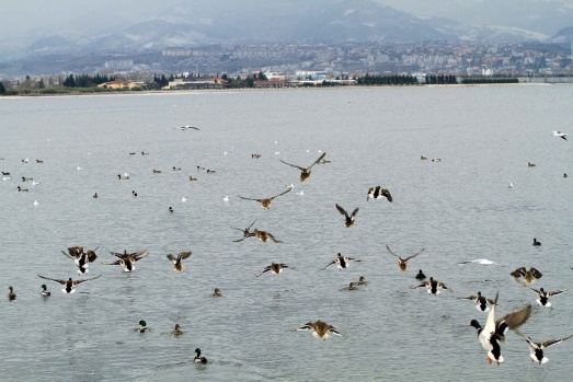 İzmit Körfezi, flamingolar ve binlerce su kuşunun uğrak yeri oldu