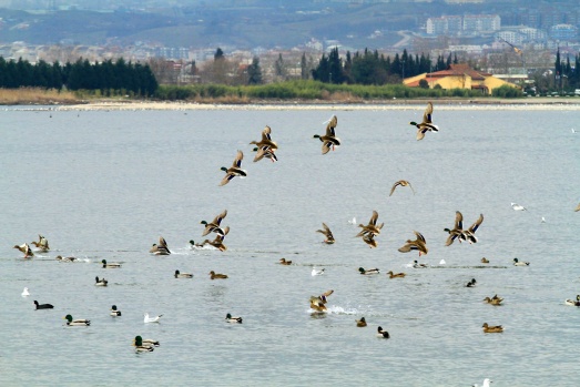 İzmit Körfezi, flamingolar ve binlerce su kuşunun uğrak yeri oldu