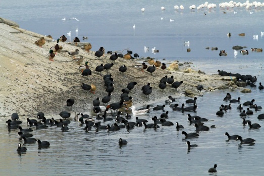 İzmit Körfezi, flamingolar ve binlerce su kuşunun uğrak yeri oldu