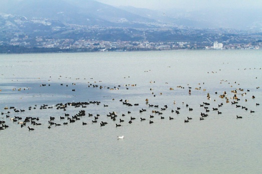 İzmit Körfezi, flamingolar ve binlerce su kuşunun uğrak yeri oldu