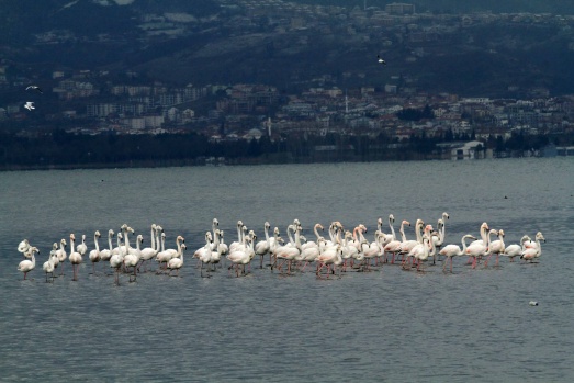 İzmit Körfezi, flamingolar ve binlerce su kuşunun uğrak yeri oldu