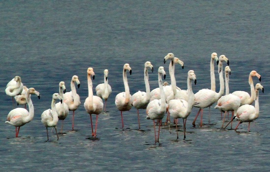 İzmit Körfezi, flamingolar ve binlerce su kuşunun uğrak yeri oldu