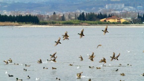 İzmit Körfezi, flamingolar ve binlerce su kuşunun uğrak yeri oldu