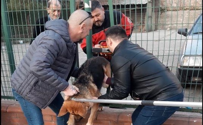 Demir çitlere sıkışan köpeği itfaiye kurtardı