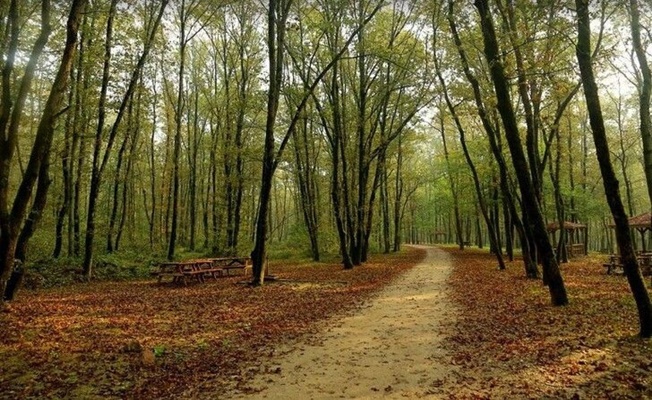 Kocaeli’de ormanlara giriş yasaklandı!