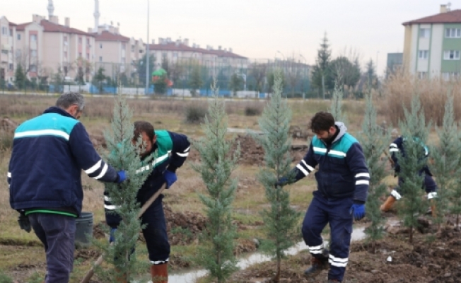 Başiskele'de 5 Bin Adet Ağaç Toprakla Buluştu