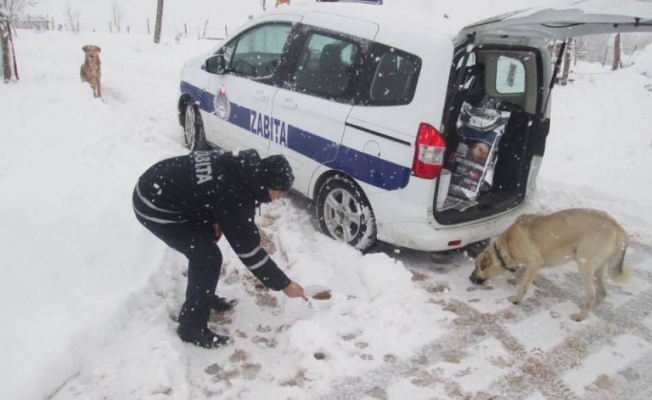 Kandıra Belediyesi Sokak Hayvanlarını Unutmadı