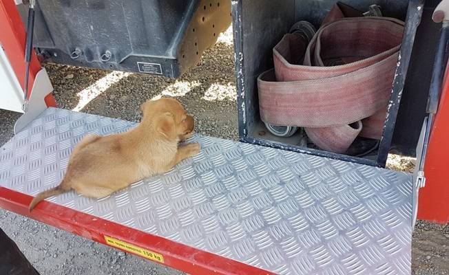 Dere yatağında mahsur kalan 8 yavru köpek kurtarıldı