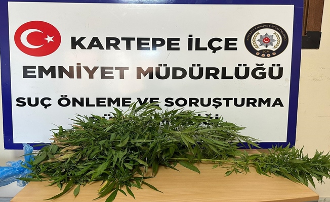 Kartepe'de bir evde hint keneviri ele geçirildi!