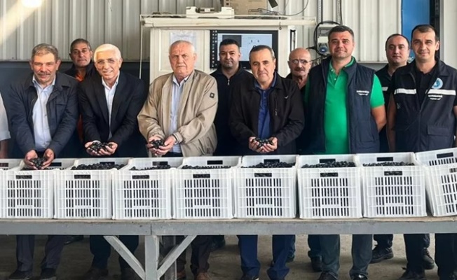 Marmarabirlik'ten zeytin üreticilerine ikinci dilim ödeme 24 Kasım'da