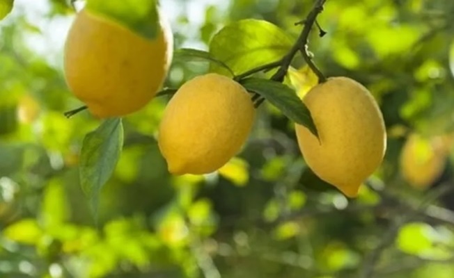 Ticaret'ten limon ihracatına geçici kısıtlama!