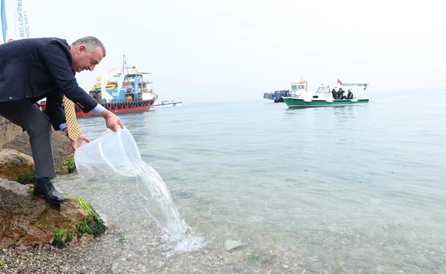 6 bin balık körfezle buluştu