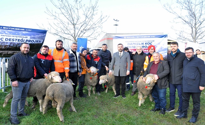 Büyükşehir’den üreticilere damızlık koç desteği