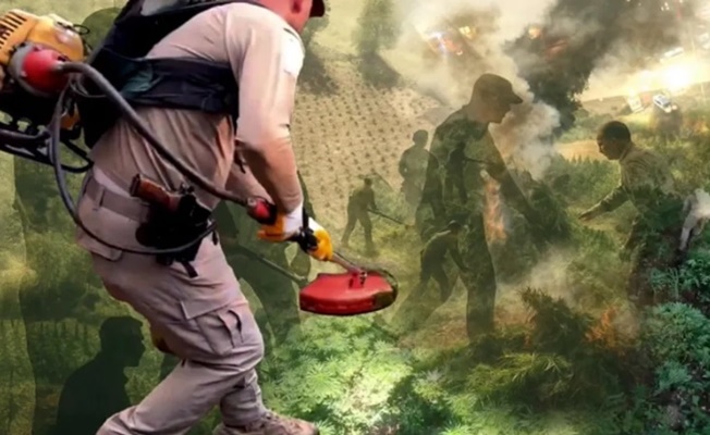 Diyarbakır'da milyonlarca kök kenevir ele geçirildi