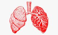 Akciğer Hastalıkları ve Solunum Rahatsızlıkları
