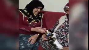 Hunharca Kedi Seven Teyzeler,Kedi Kendinden Geçiyor