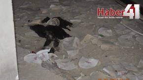 Ölüme Terkedilen Köpekler Kurtarıldı